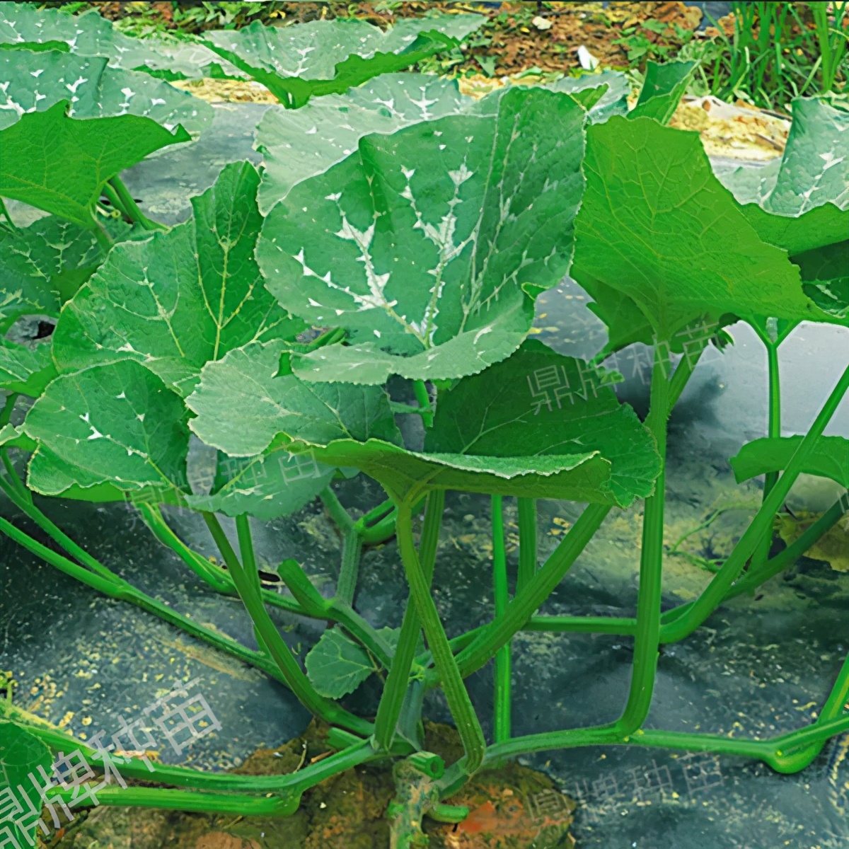 種這種綠葉菜，栽培輕松，畝產(chǎn)值過(guò)萬(wàn)元，菜農(nóng)表示很劃算