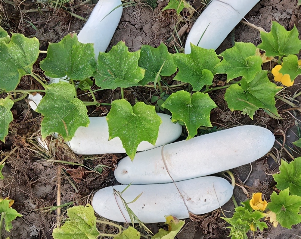 這個(gè)品種太優(yōu)秀了！耐儲(chǔ)耐運(yùn)，適合大面積種植，菜農(nóng)瓜販都喜歡