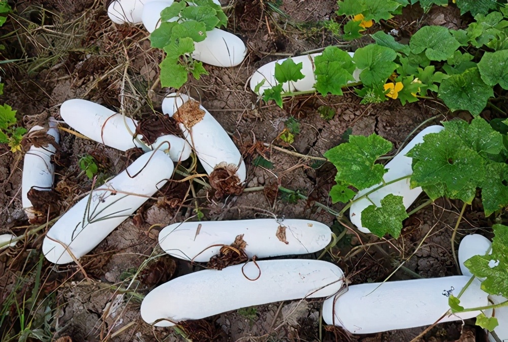 這個(gè)品種太優(yōu)秀了！耐儲(chǔ)耐運(yùn)，適合大面積種植，菜農(nóng)瓜販都喜歡