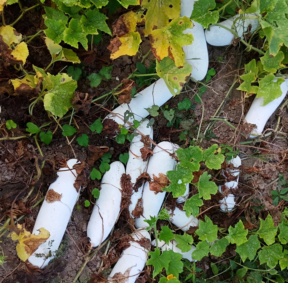 這個(gè)品種太優(yōu)秀了！耐儲(chǔ)耐運(yùn)，適合大面積種植，菜農(nóng)瓜販都喜歡