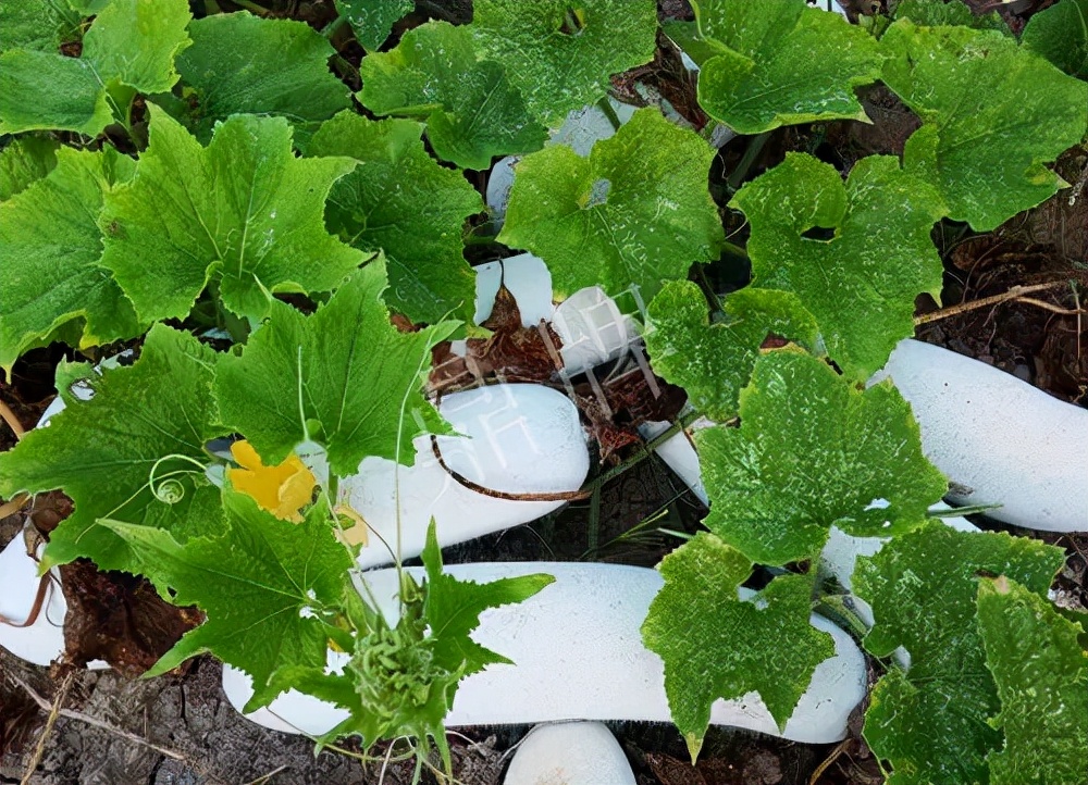 什么品種的冬瓜按個(gè)買？?jī)r(jià)格是同期黑皮冬瓜五倍