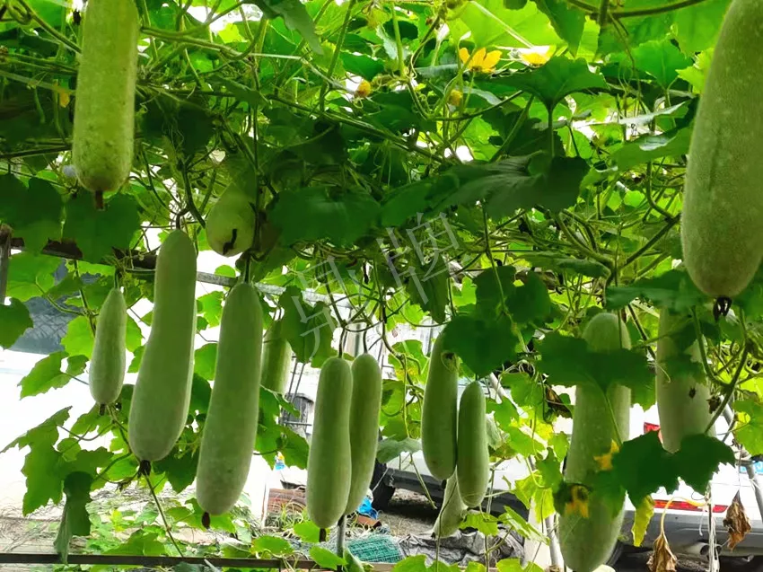 什么品種的冬瓜按個(gè)買？?jī)r(jià)格是同期黑皮冬瓜五倍