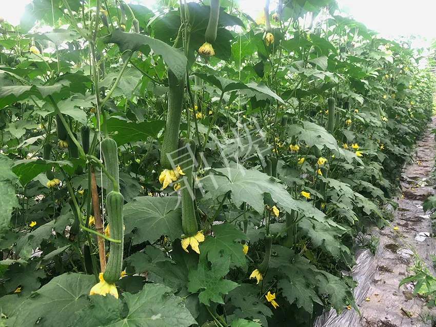 這個(gè)絲瓜怎么種都優(yōu)秀！賣(mài)價(jià)和產(chǎn)量都很高