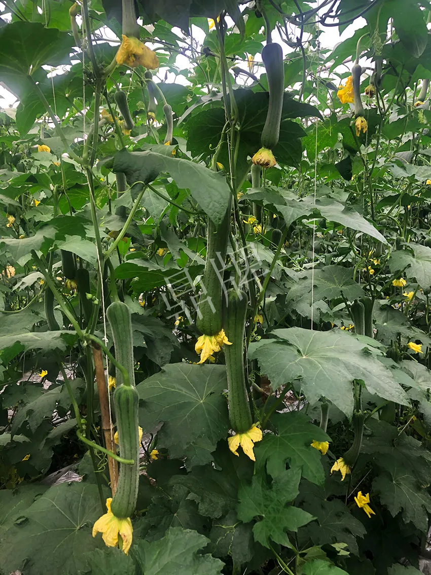 這個(gè)絲瓜怎么種都優(yōu)秀！賣(mài)價(jià)和產(chǎn)量都很高