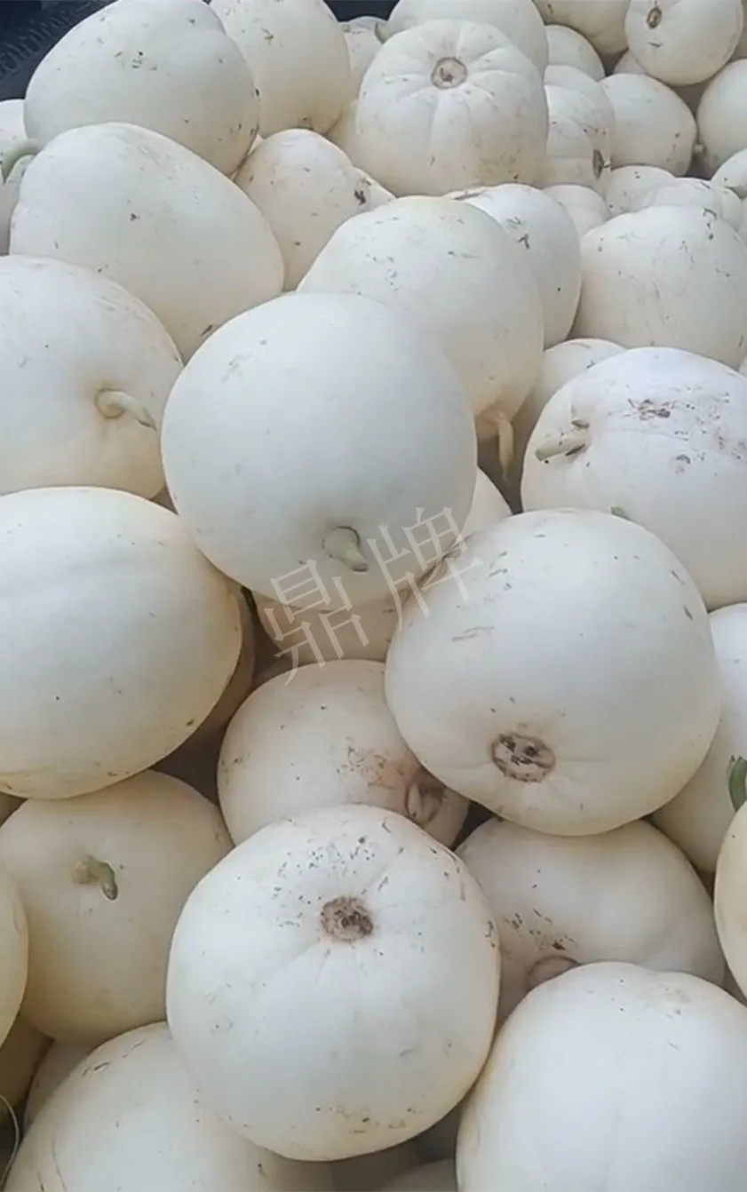 河南焦作的李向林今年種植甜瓜新品種，客戶直接拉貨走人