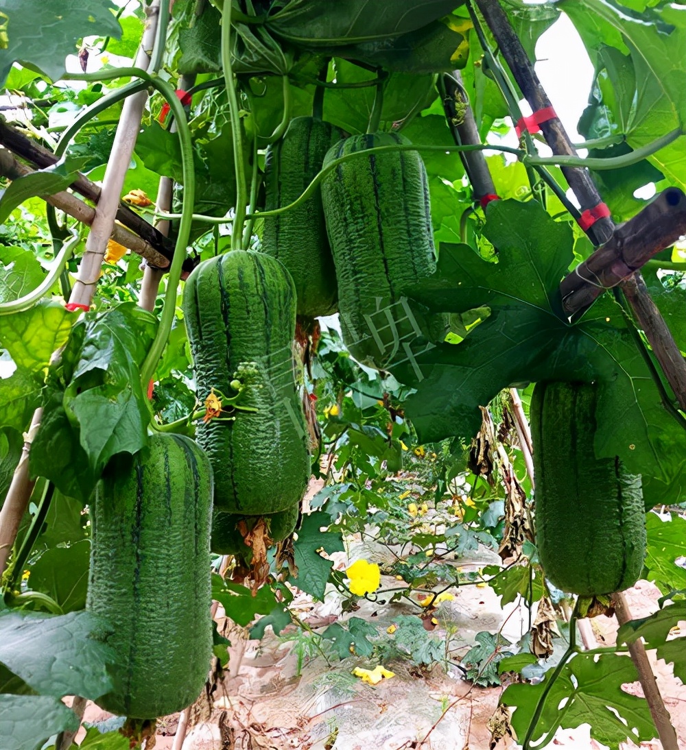 臺州的曾方明試種新品種，畝收入超過6萬元