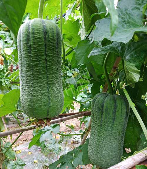 臺州的曾方明試種新品種，畝收入超過6萬元