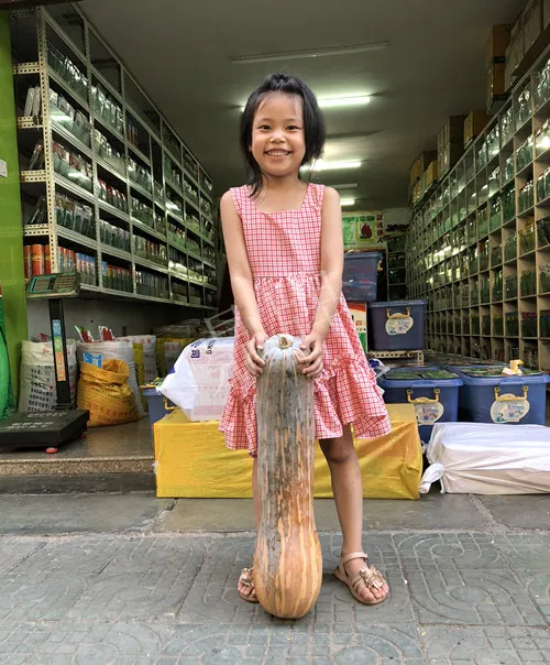 四川農(nóng)戶今年種“健美蜜本”南瓜產(chǎn)量高，品質(zhì)好，感覺巴適得很