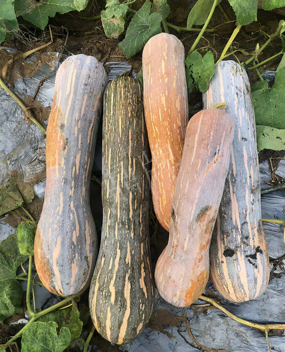 四川農(nóng)戶今年種“健美蜜本”南瓜產(chǎn)量高，品質(zhì)好，感覺巴適得很