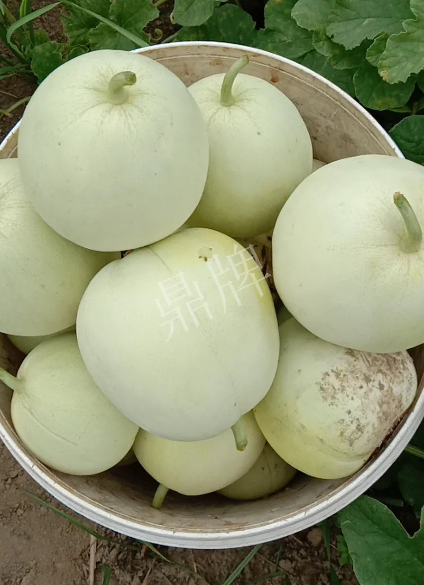 其他品種的甜瓜2塊1斤都賣(mài)不動(dòng)，我的玉奶香2號(hào)甜瓜2塊5直接搶