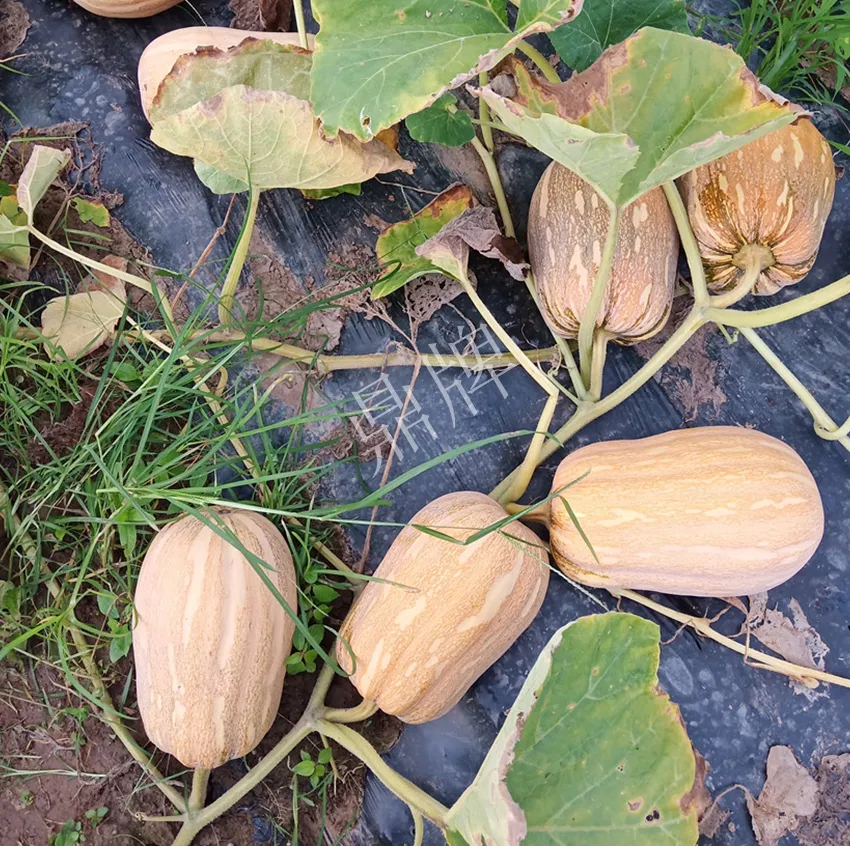 襄陽(yáng)農(nóng)民“押寶”押對(duì)了，這個(gè)品種幫他賺了2倍錢(qián)