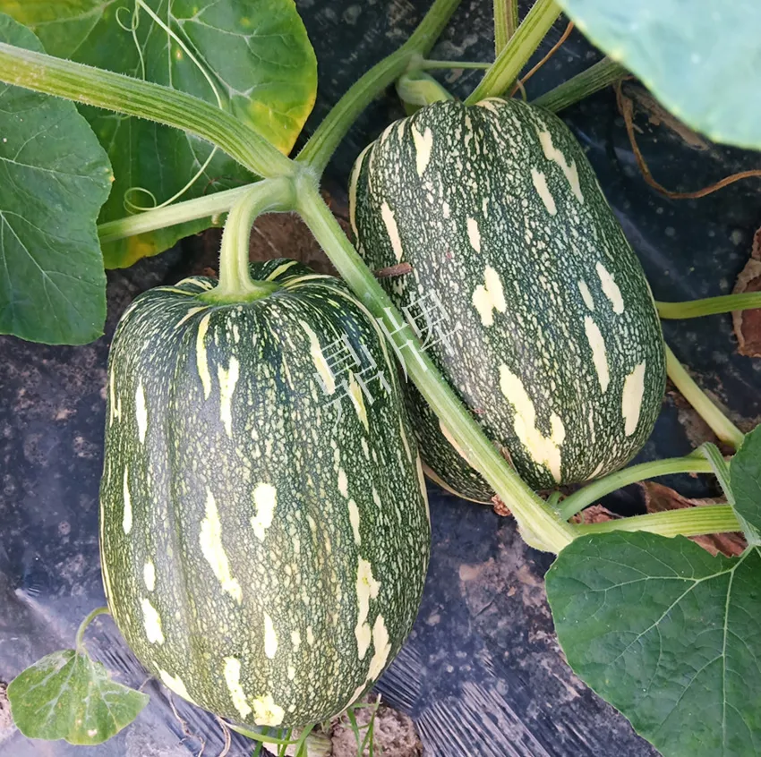 襄陽(yáng)農(nóng)民“押寶”押對(duì)了，這個(gè)品種幫他賺了2倍錢(qián)