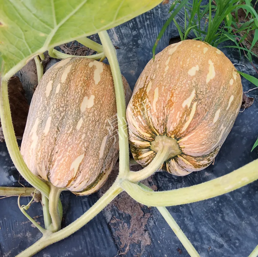 襄陽(yáng)農(nóng)民“押寶”押對(duì)了，這個(gè)品種幫他賺了2倍錢(qián)