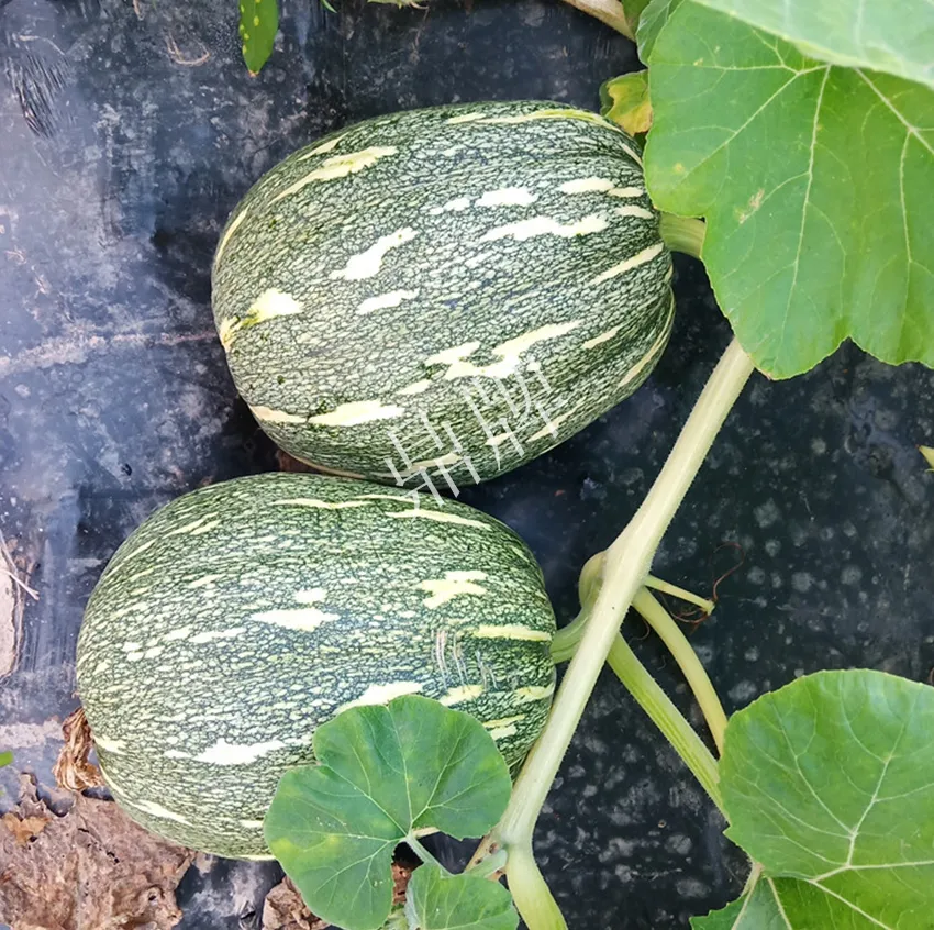 襄陽(yáng)農(nóng)民“押寶”押對(duì)了，這個(gè)品種幫他賺了2倍錢(qián)