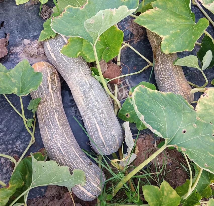 岳陽(yáng)王大年打工多年，選擇回家種南瓜，今年還增加了50畝地