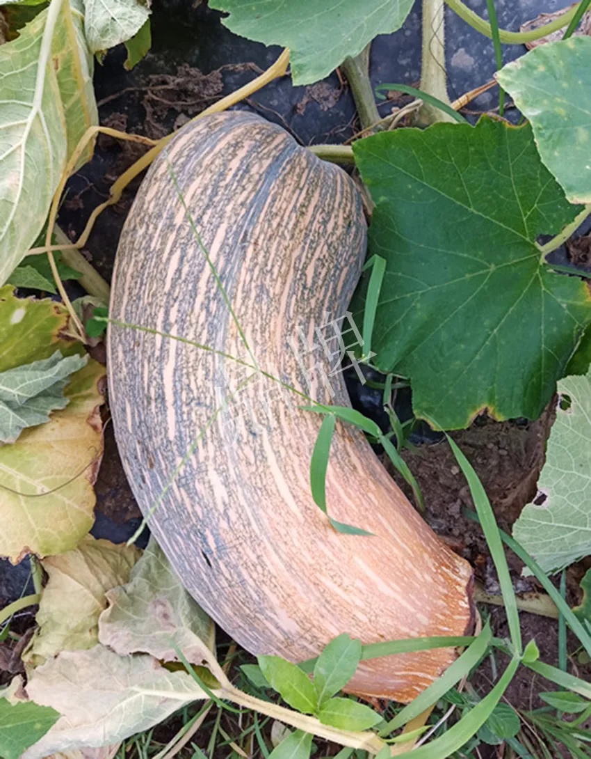 岳陽(yáng)王大年打工多年，選擇回家種南瓜，今年還增加了50畝地