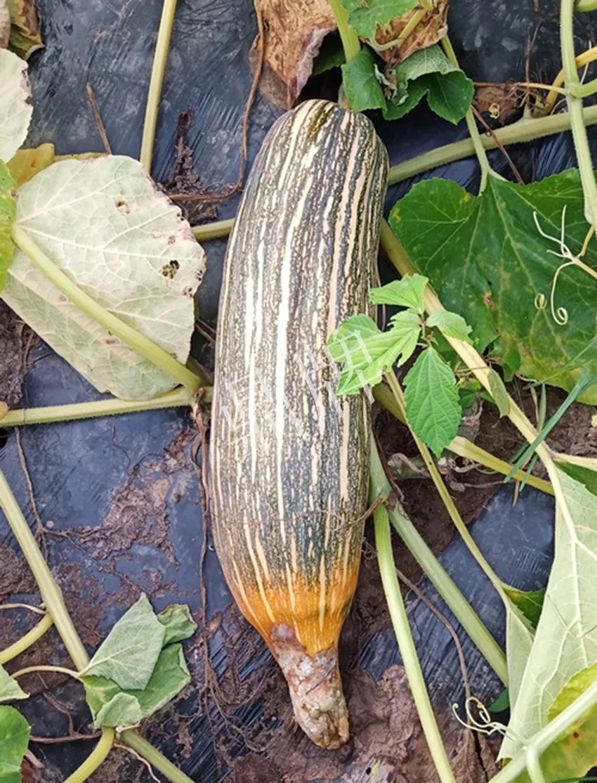 岳陽(yáng)王大年打工多年，選擇回家種南瓜，今年還增加了50畝地