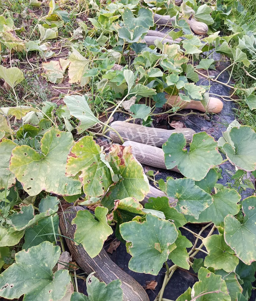 岳陽(yáng)王大年打工多年，選擇回家種南瓜，今年還增加了50畝地