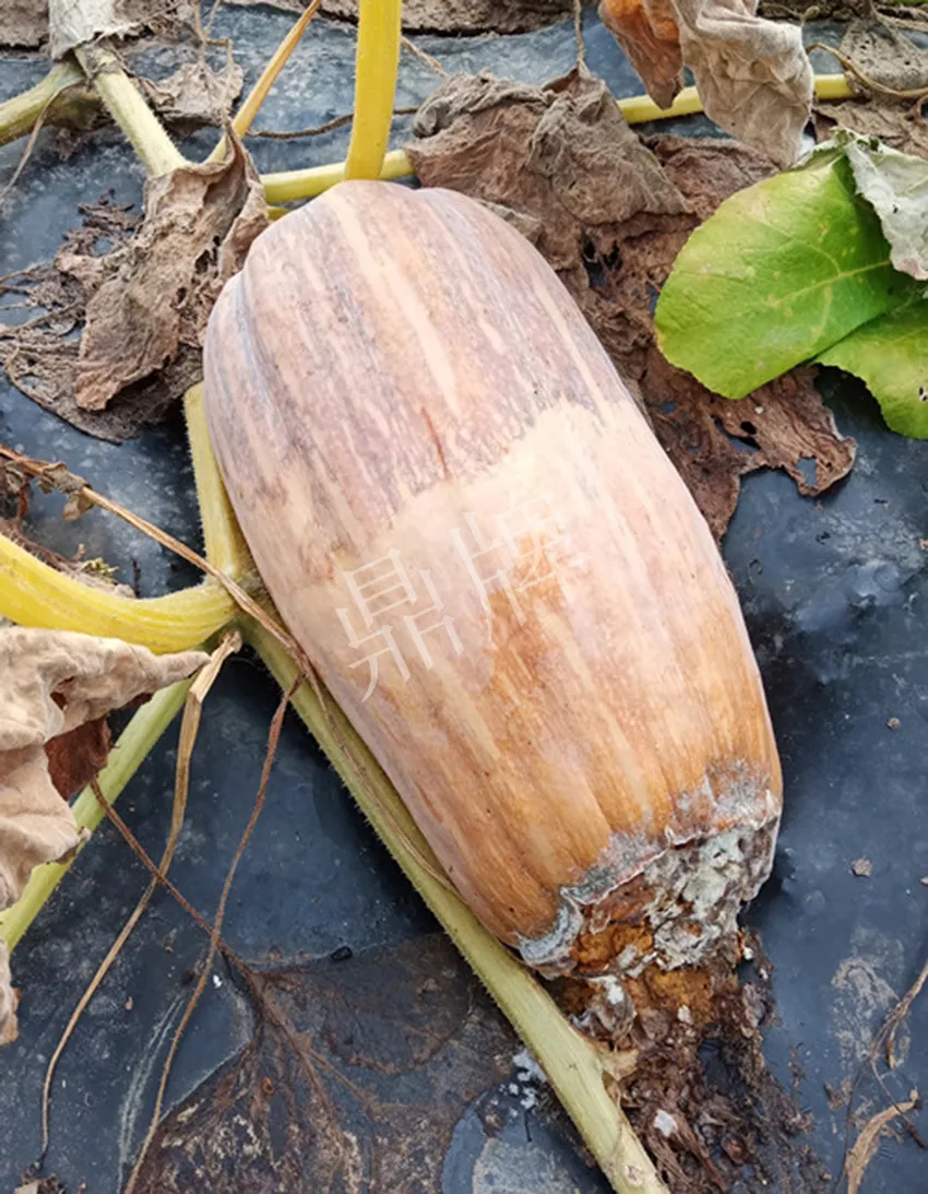 岳陽(yáng)王大年打工多年，選擇回家種南瓜，今年還增加了50畝地