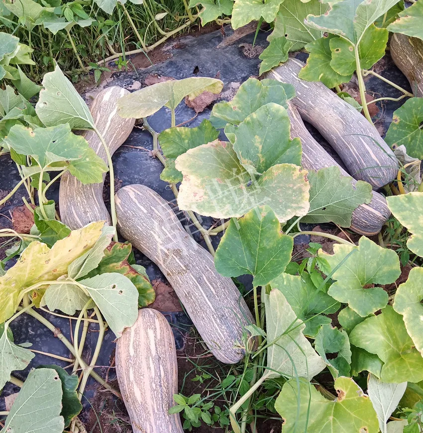 岳陽(yáng)王大年打工多年，選擇回家種南瓜，今年還增加了50畝地