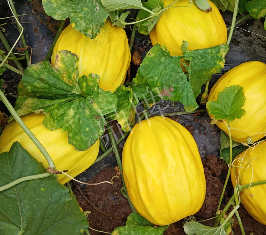 婁底瓜農(nóng)純賺50萬，我這個“張大膽”榮光了一把