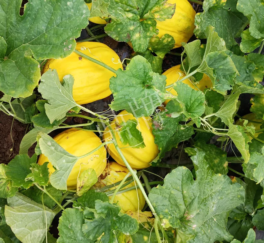 婁底瓜農(nóng)純賺50萬，我這個“張大膽”榮光了一把