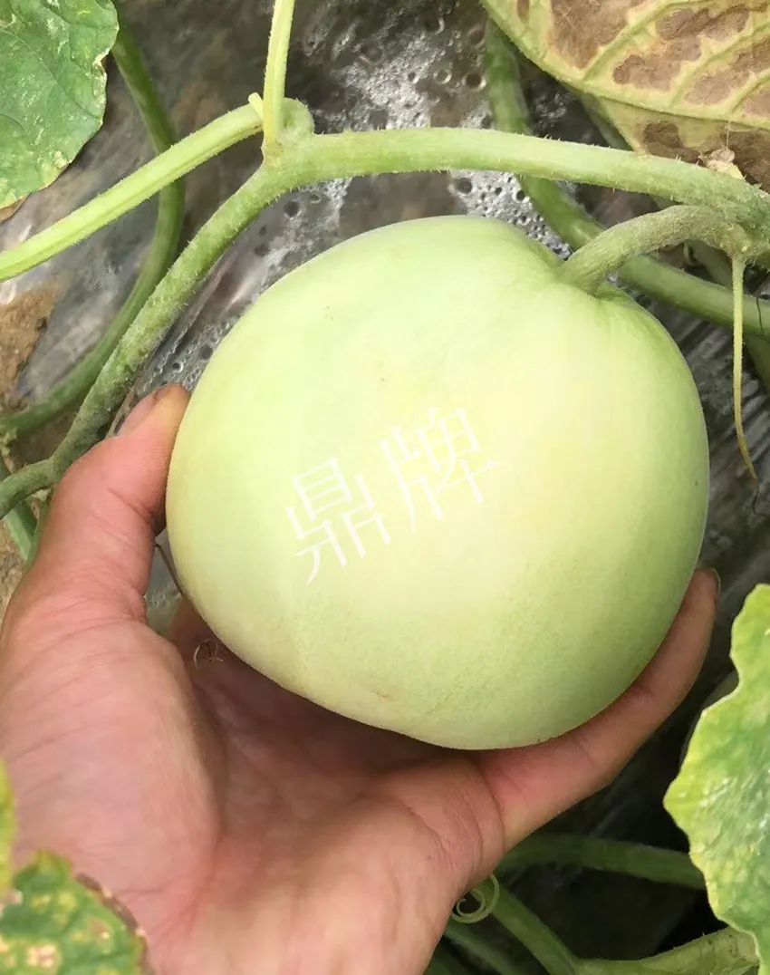 郴州農(nóng)戶種植新品種，果實(shí)又香又甜，很好賣