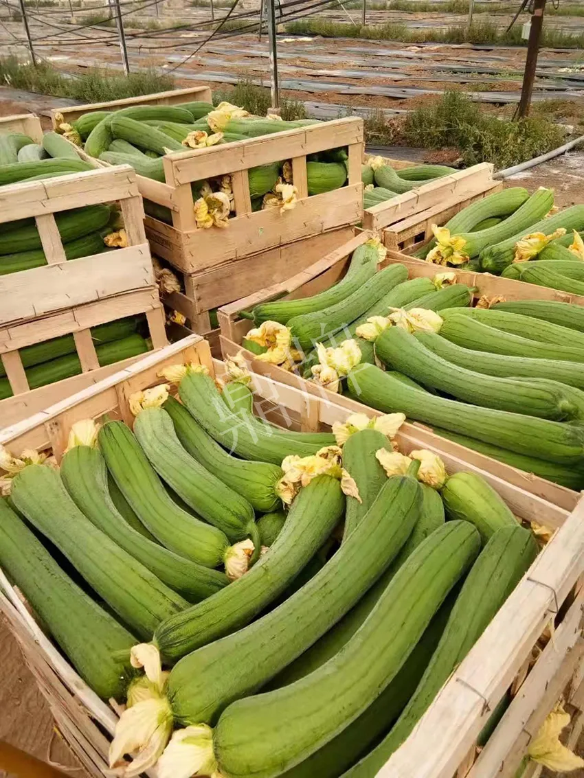 鎮(zhèn)江的何青萍，在法國種植“優(yōu)比1號”每公斤24元