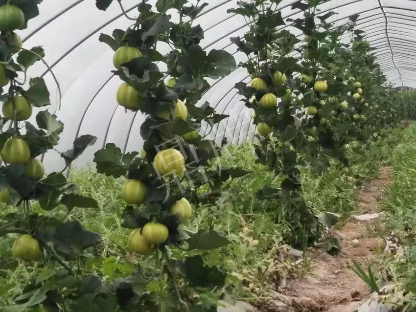 一株坐果15個，6元1斤，好賣得很