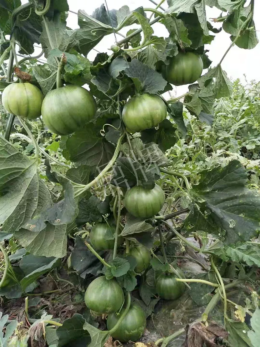 一株坐果15個，6元1斤，好賣得很