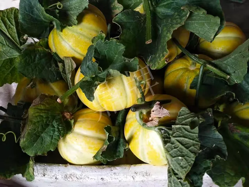 一株坐果15個，6元1斤，好賣得很