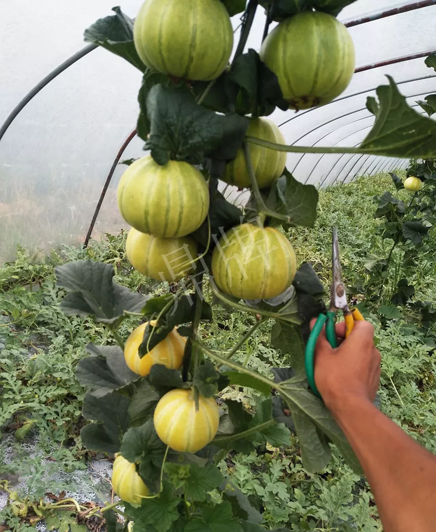 一株坐果15個，6元1斤，好賣得很