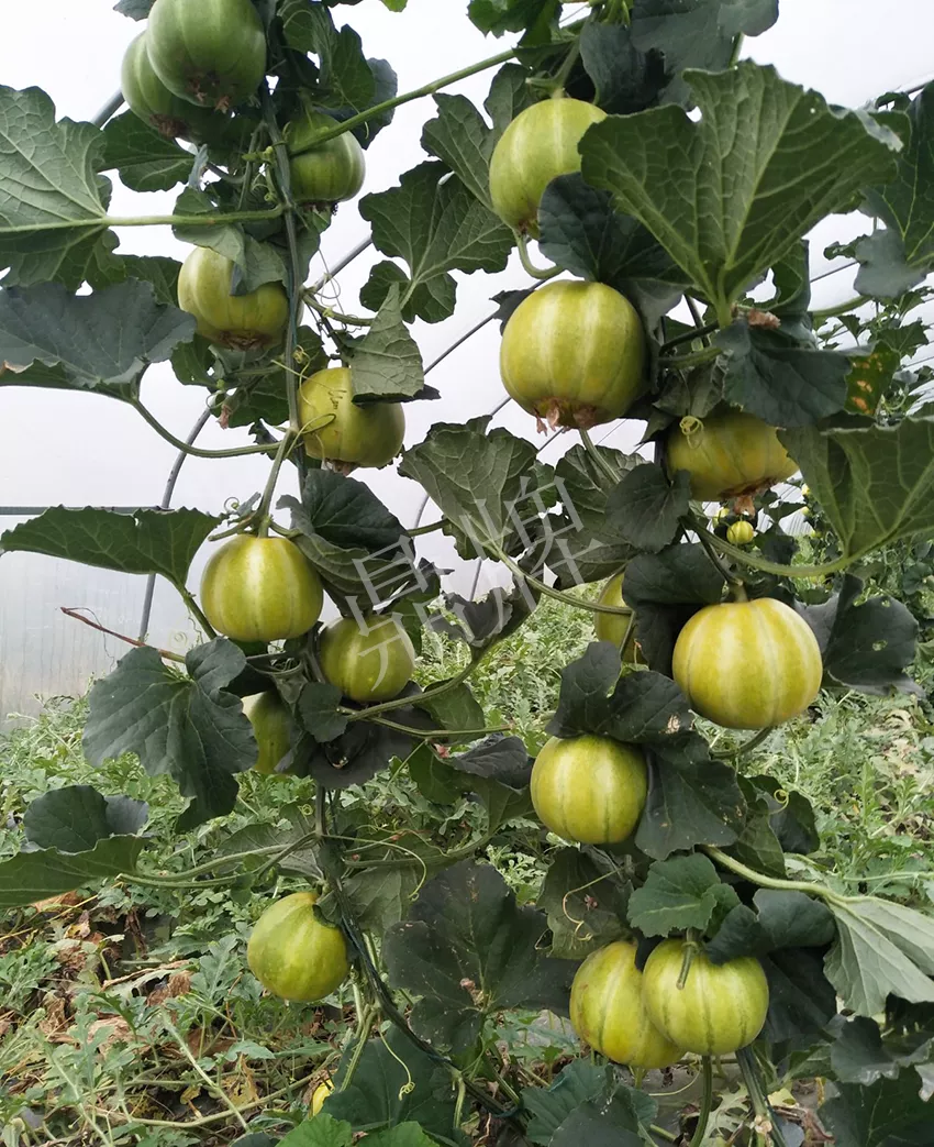 一株坐果15個，6元1斤，好賣得很