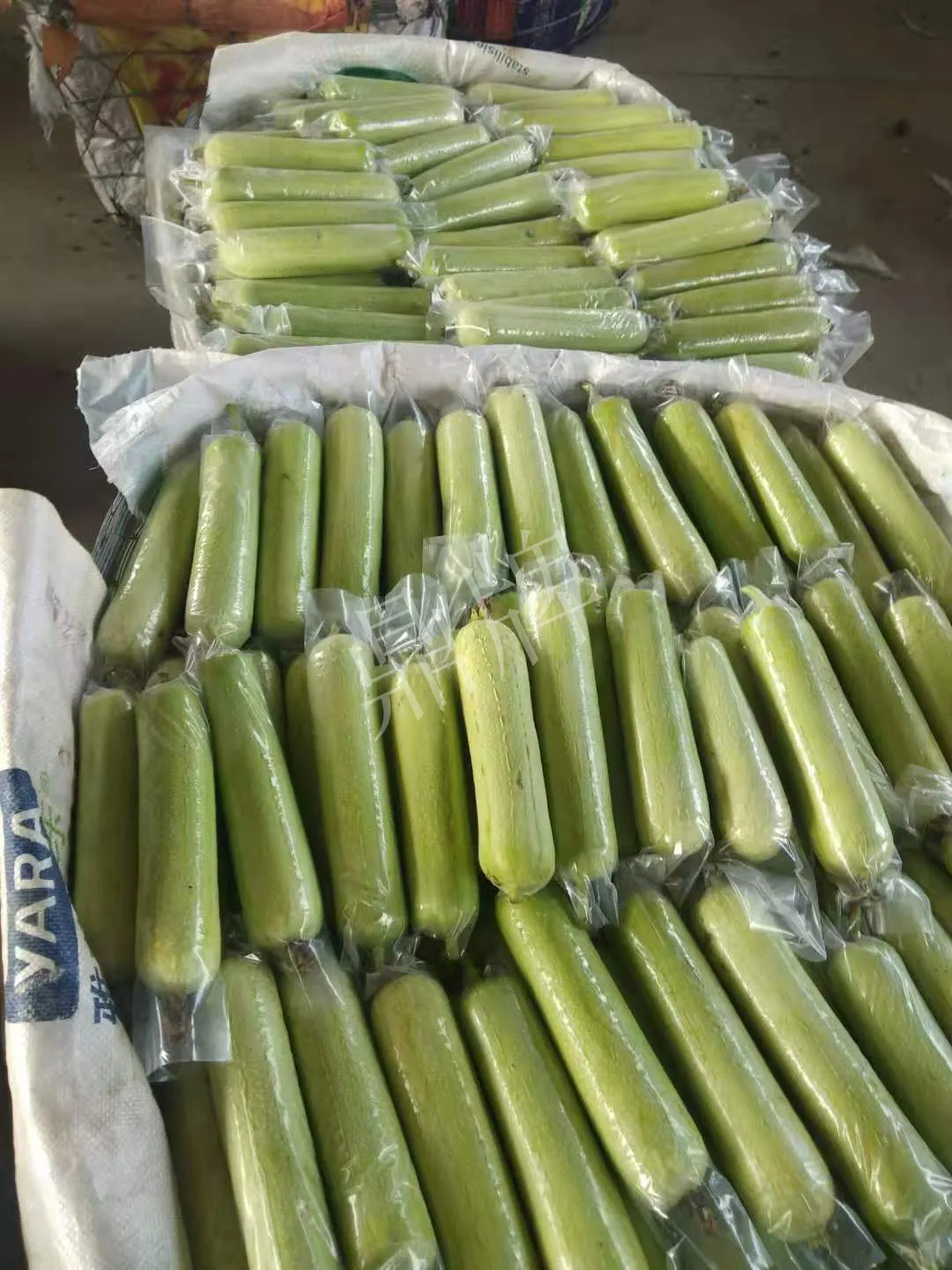 這個絲瓜每畝能掙3萬，沒種植的農(nóng)戶后悔得拍大腿