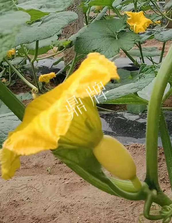 河南3月中旬就上市的“黃金筍瓜”，能買到14元/斤