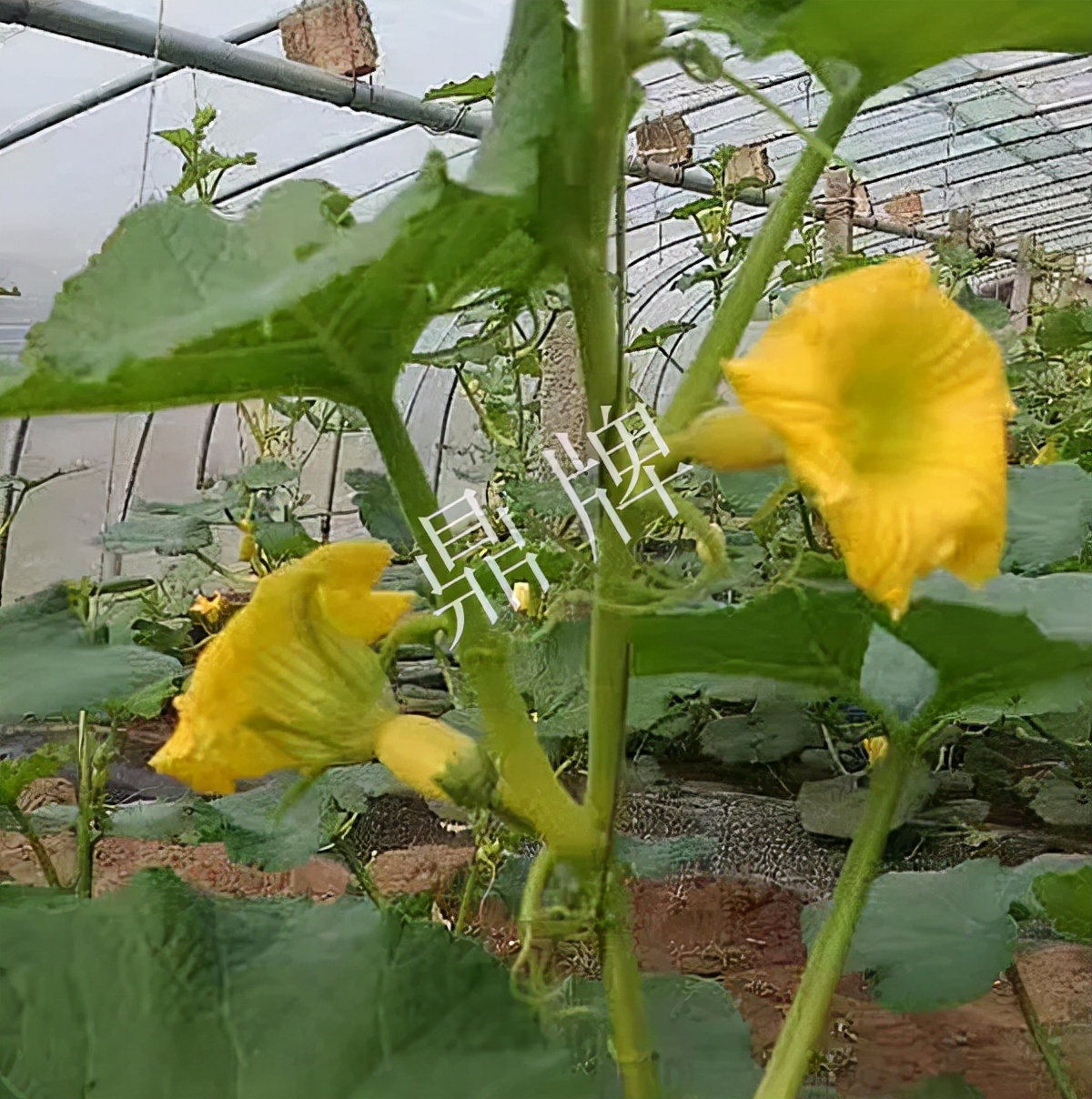 河南3月中旬就上市的“黃金筍瓜”，能買到14元/斤