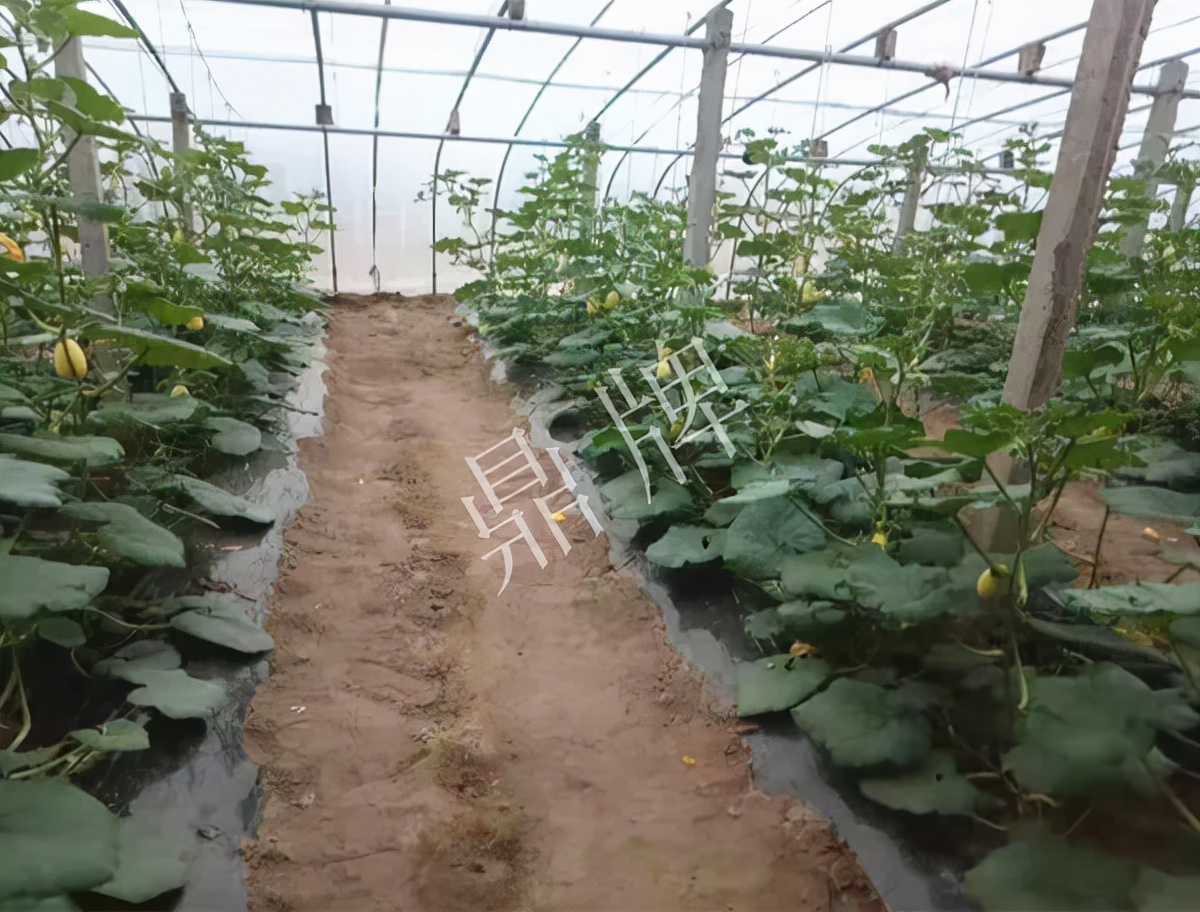 河南3月中旬就上市的“黃金筍瓜”，能買到14元/斤