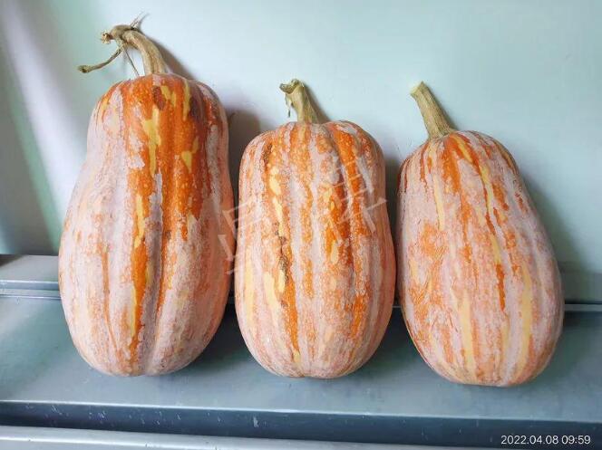 蔬菜種子種植戶客戶點(diǎn)評-去年的南瓜，放到現(xiàn)在還完好！能賣什么價？