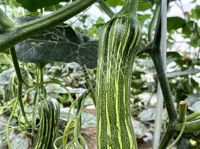 蔬菜種子種植戶客戶點評-打破常規(guī)，我的南瓜賣7元1斤……