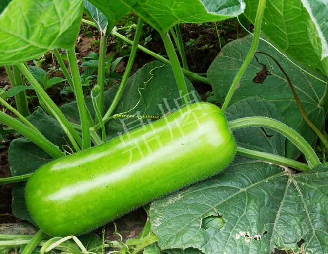 蔬菜種子種植戶客戶點評-牛逼！我露地栽培的瓠瓜，比別人大棚的還早上市！