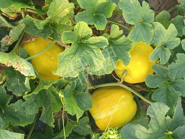 蔬菜種子種植戶客戶點評-種它！種它！高溫季節(jié)就種它！