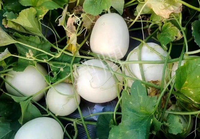 蔬菜種子種植戶客戶點評-巴適，巴適，這個甜瓜太巴適了！