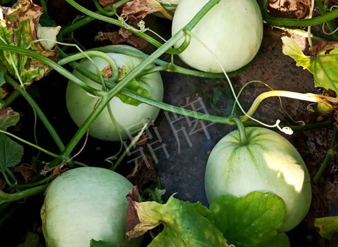 蔬菜種子種植戶客戶點評-種植這個品種，謹(jǐn)防小偷?。?！