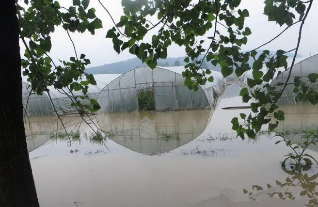 蔬菜種子種植戶客戶點評-可惜了！我的甜瓜被水淹了，還有救嗎？