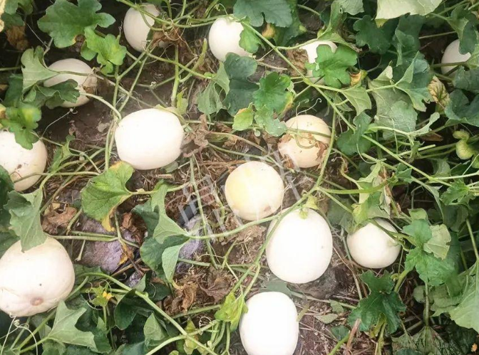 蔬菜種子種植戶客戶點評-什么？這個白皮甜瓜紅得發(fā)紫？