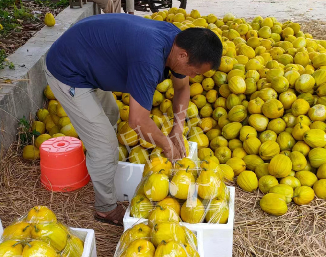 蔬菜種子種植戶客戶點評-這個品種抗性強、口感好，為我的合作社帶來了高收入!