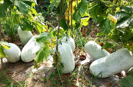 蔬菜種子種植戶客戶點評-驚訝！炎炎烈日下，小孩大聲喊：“大雪球！大雪球……”怎樣一回事？