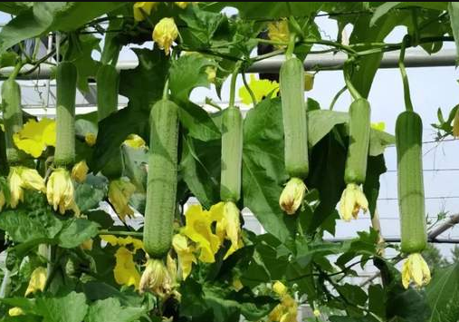 蔬菜種子種植戶客戶點評-每畝收入2萬元！這個絲瓜品種大受歡迎！