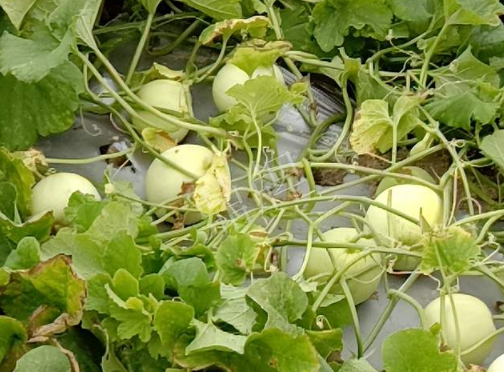 蔬菜種子種植戶客戶點評-種植甜瓜20年，這個品種讓我更省心！