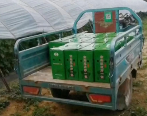 蔬菜種子種植戶客戶點評-很暢銷！團購6元一斤，這瓜夠香、夠甜、夠得勁兒！